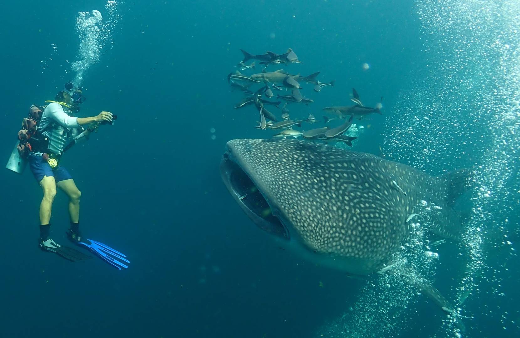 Experience Thailand’s marine giants with guided tours